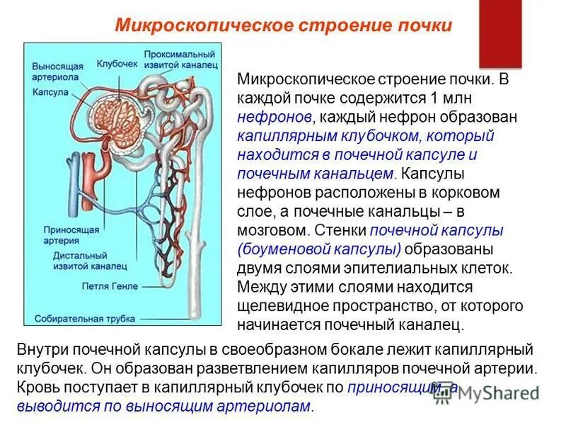 Внутренний листок капсулы клубочка нефрона образован. Строение почки нефрон егэ биология. Нефрон состоит из капиллярного клубочка и канальца. Нефрон состоит из капиллярного клубочка и канальца. Строение почечного тельца нефрона.