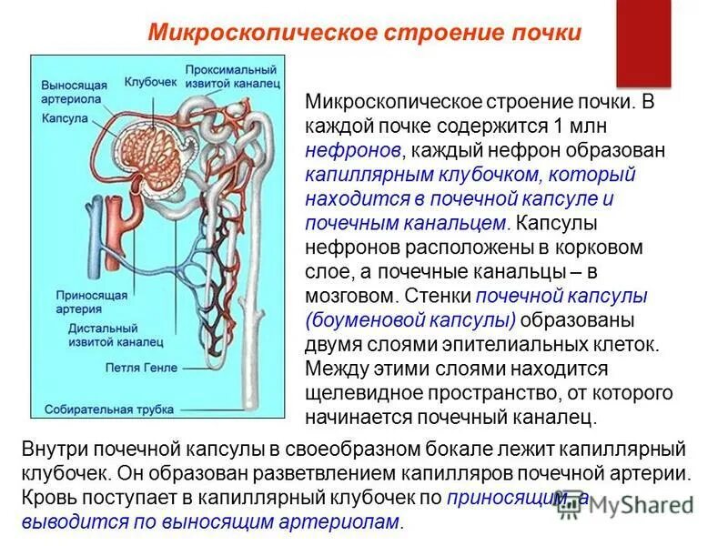 В состав нефрона входят капиллярный клубочек