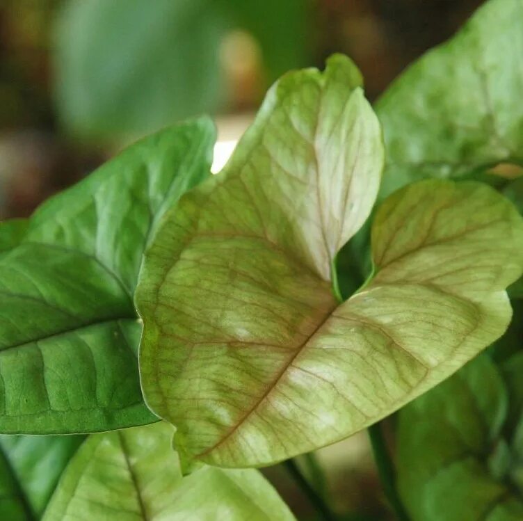 Сингониум podophyllum. Сингониум Berry allusion. Сингониум Butterfly allusion. Сингониум браун