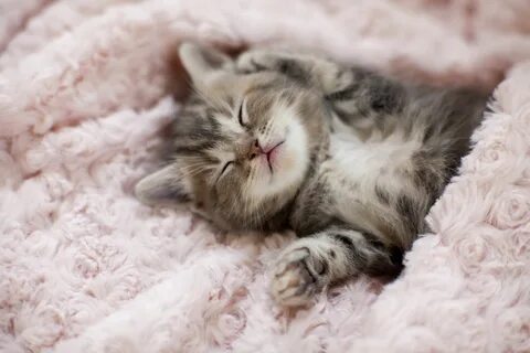 Картинка для телефона 'Спящий котёнок в одеяле' .