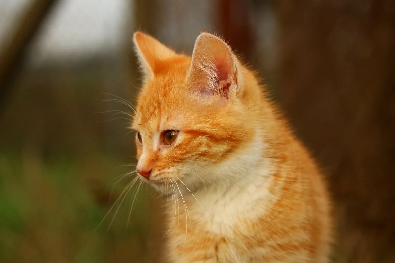 Кошечка желтая. Макрелевый табби рыжий. Сибирская короткошерстная рыжая. Рыжий котёнок. Рыжая кошка.