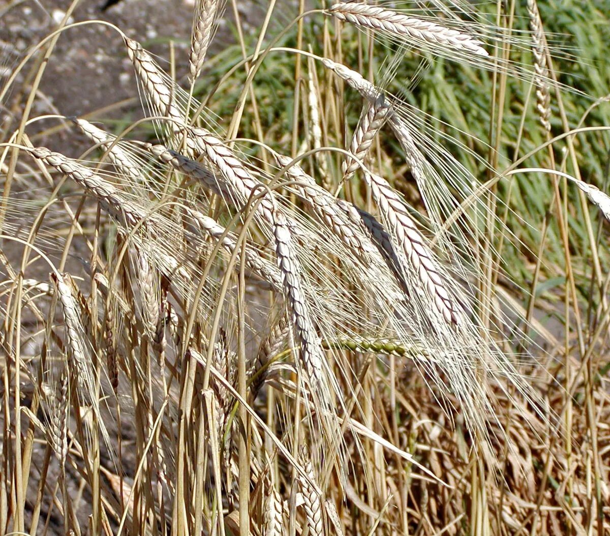 Распространенные злаки. Пшеница (Triticum aestivum. Пшеница тургидум. Пшеница Kamut Колос. Колос пшеницы тургидум.