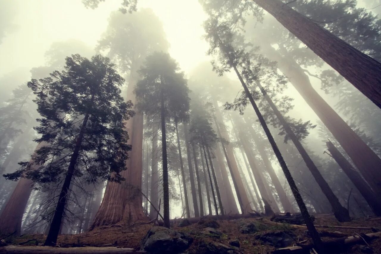 Самое высокое дерево северной америки природные зоны. Секвойя дерево. Гигантская Секвойя дерево. Сан Франциско лес секвой. Парк Секвойя Калифорния.