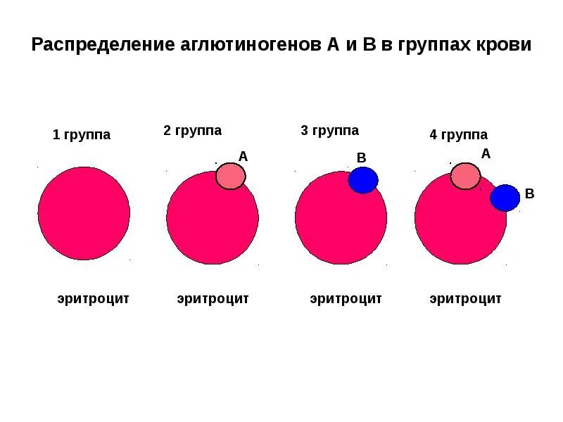 Группа крови резус фактор rh. 3 Группы резус фактора. Группа крови. Группа крови по резус фактору. Группы крови и резус-фактор таблица.