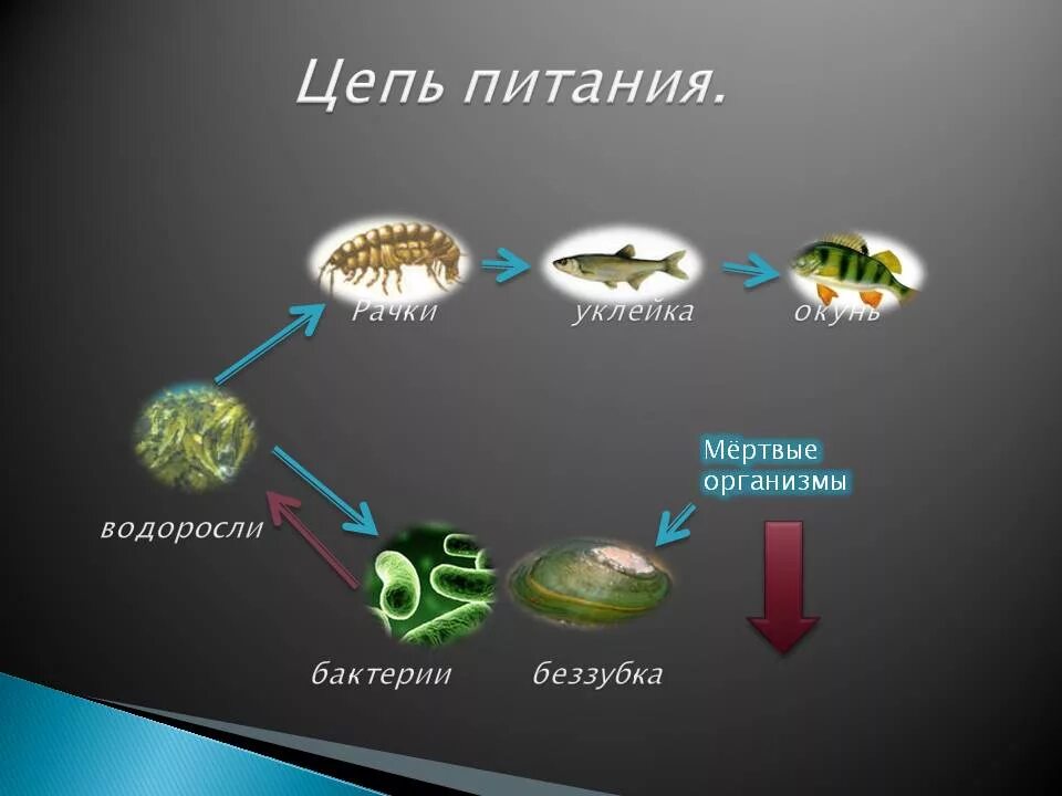 Какие связи есть в воде. Пищевая сеть экосистемы озера. Пищевая цепь. Цепочка питания. Цепи питания в водоеме.