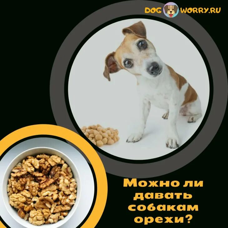 Можно собаке грецкий орех