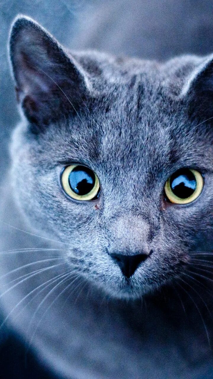 Красивые кошки. Русская голубая кошка. Кошка серая. Красивый кот. Синий кэт
