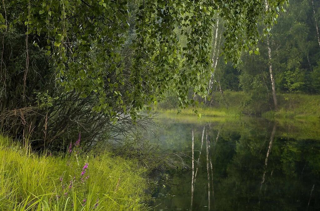 Прохладное лето в россии. Прохладное лето. Летняя прохлада. Лес прохлада. Пейзаж прохлада.