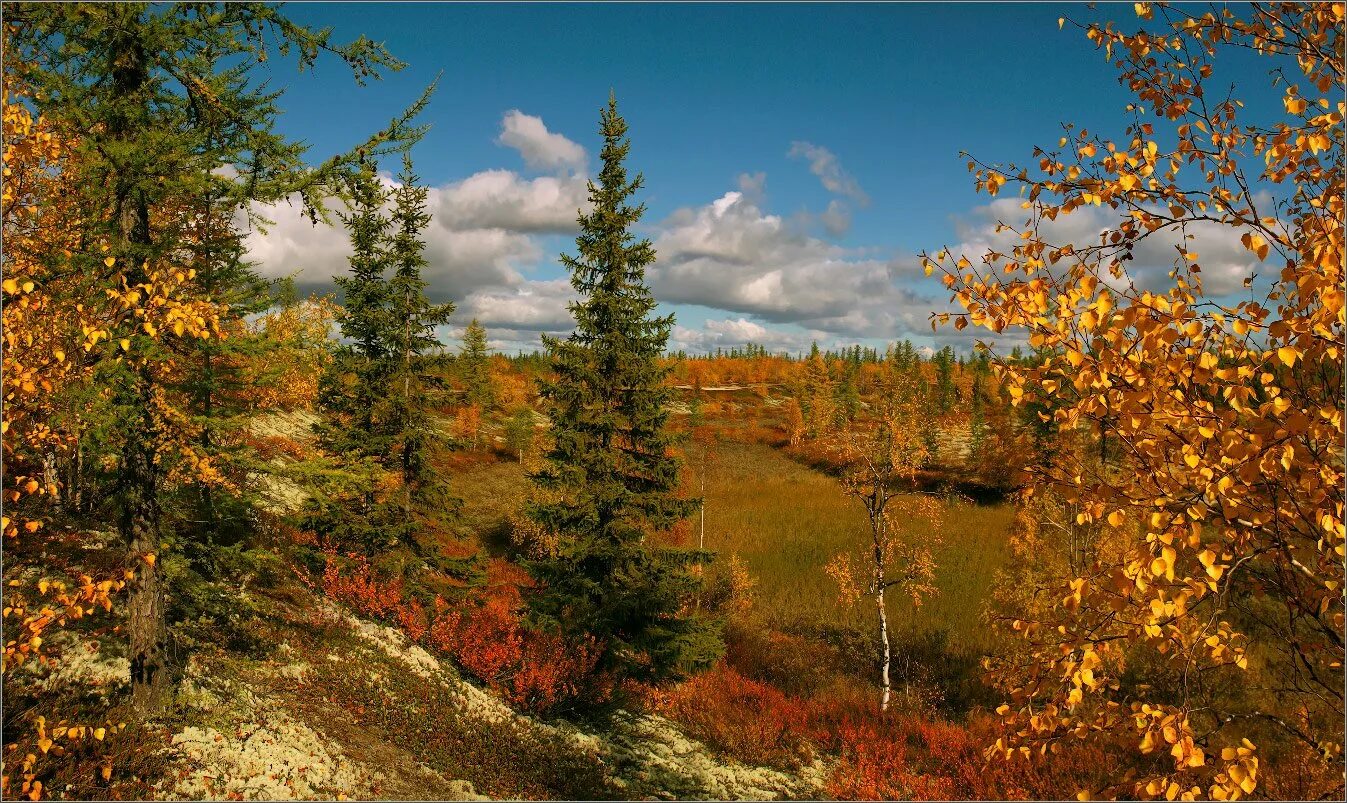 Ранняя осень в лесу. Виды осеннего леса. Опушка леса осенью. Betula papyrifera. Лес в октябре.