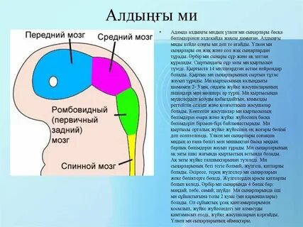 Юбкалар мен панталондардағы әйелдердің суреттері