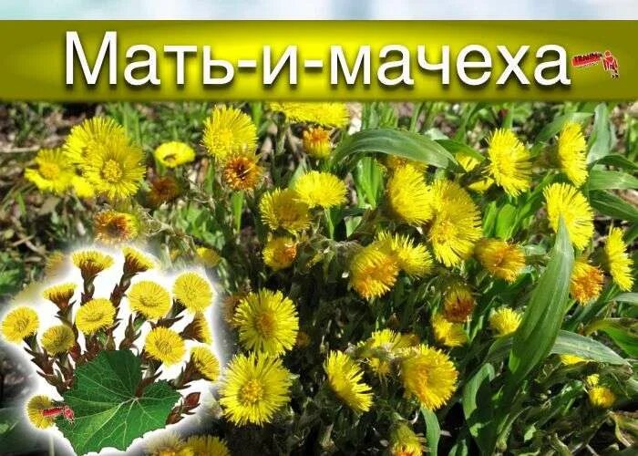 Мать и мачеха часть речи. Мать-мачеха лечебные. Мать и мачеха лекарственные свойства. Мать и мачеха лекарственное растение. Цветы мать и мачехи в народной медицине.