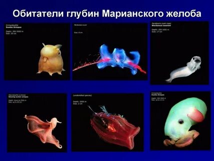 Глубина марианской