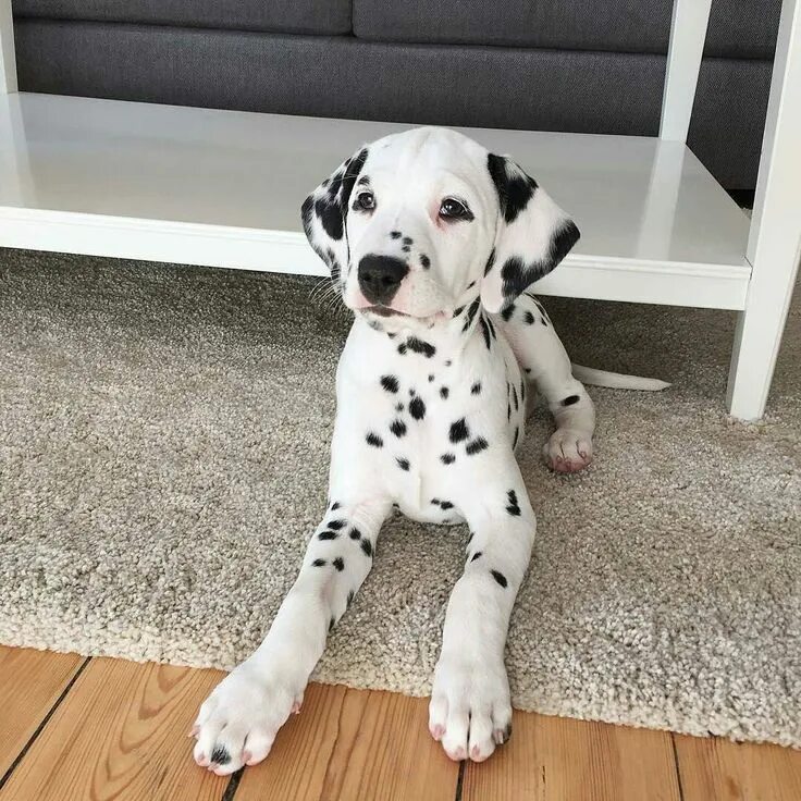 I'll sell Dolmaty puppies 2000r. Not vaccinated. Urgently. Writing in LS.. 2022 