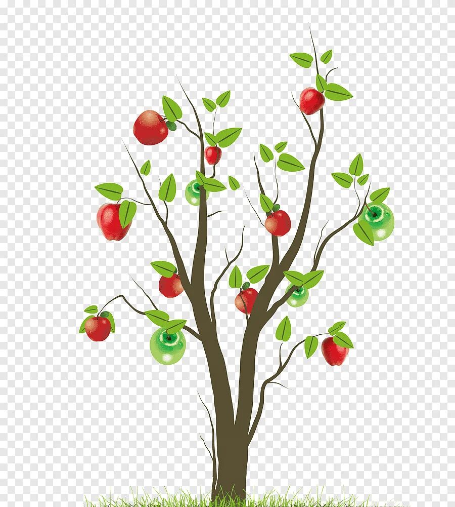 Ветки фруктовых деревьев. Яблоня на белом фоне. Фруктовые деревья для детей. Мультяшные яблоня. Яблоня на прозрачном фоне.