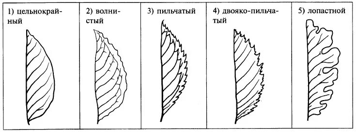 Края листьев виды. Край листа. край листа виды. края листьев. мелкопильчатый край листа.