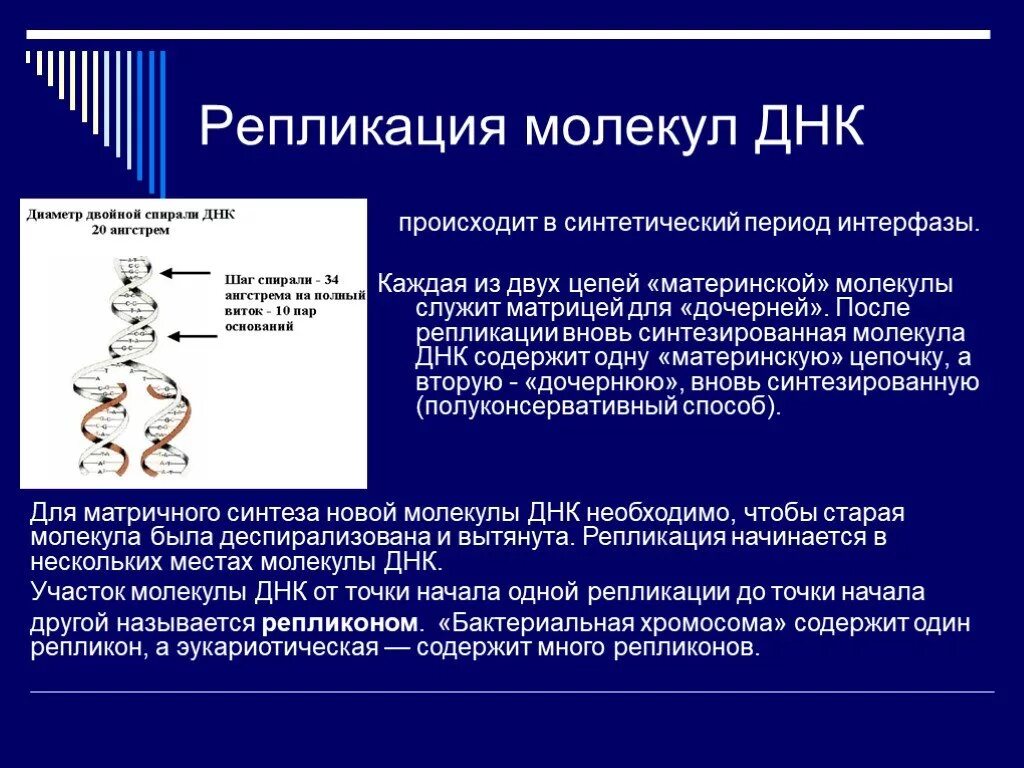 Материнская цепь днк. Репликация ДНК происходит в. Репликация молекулы ДНК происходит в. Репликация ДНК осуществляется в период. Репликация ДНК происходит в период.