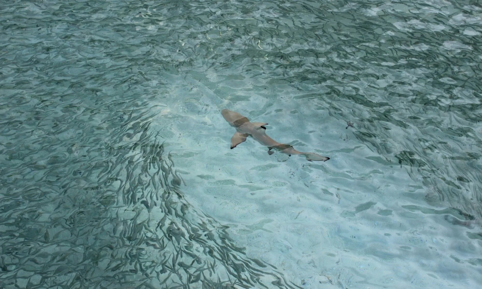 мимо рыбы. акула. стая акул. рыба плывет. акула вид сверху.