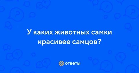 Животные самки красивее самцов