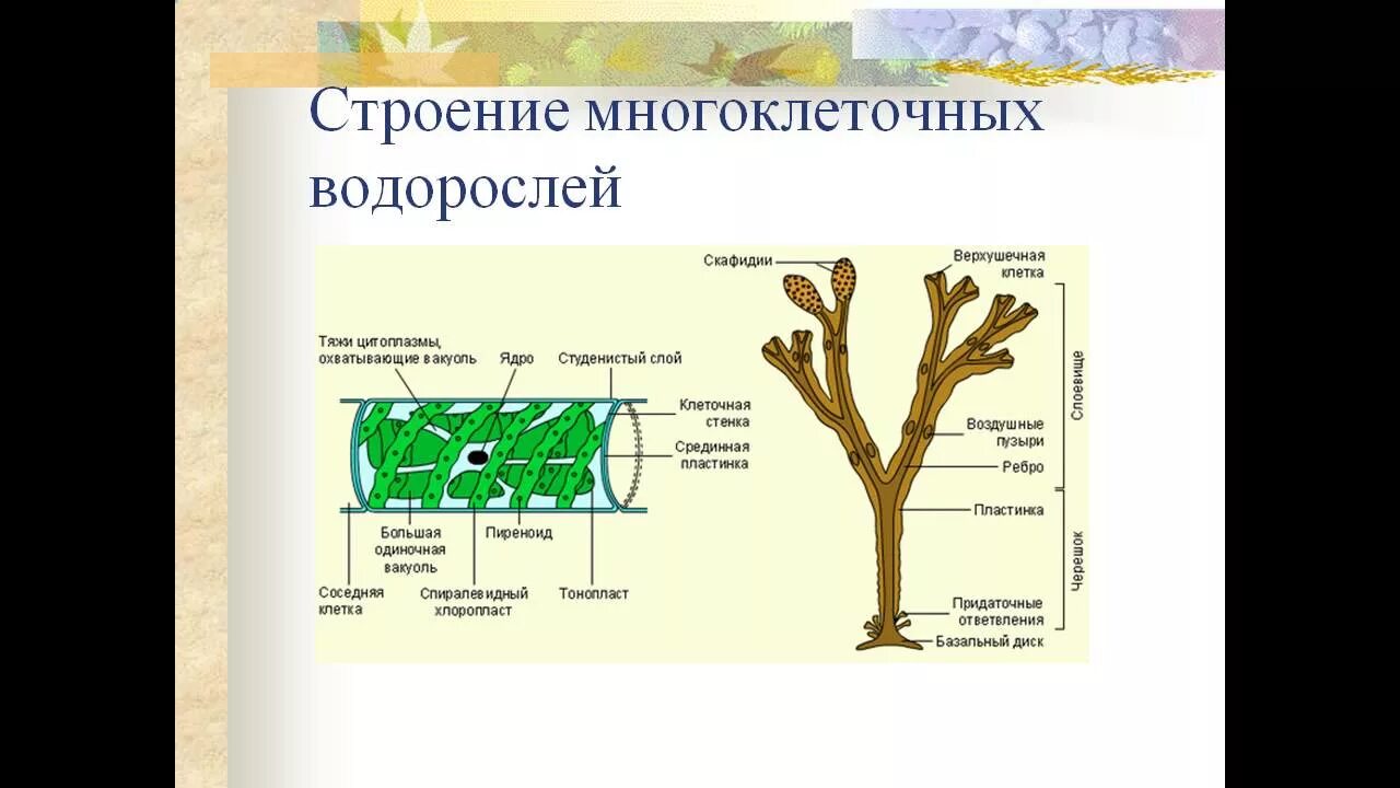 Слоевище зеленых водорослей. Урок «изучение строения многоклеточных водорослей». Тяж клеток.