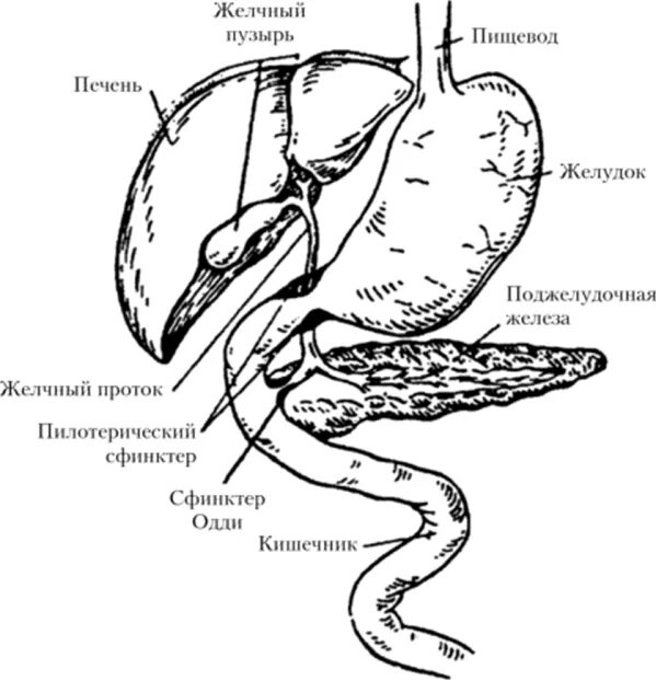 Печень желудок поджелудочная. Желудок птиц. Змея органы рисунок. Органы змеи расположение.
