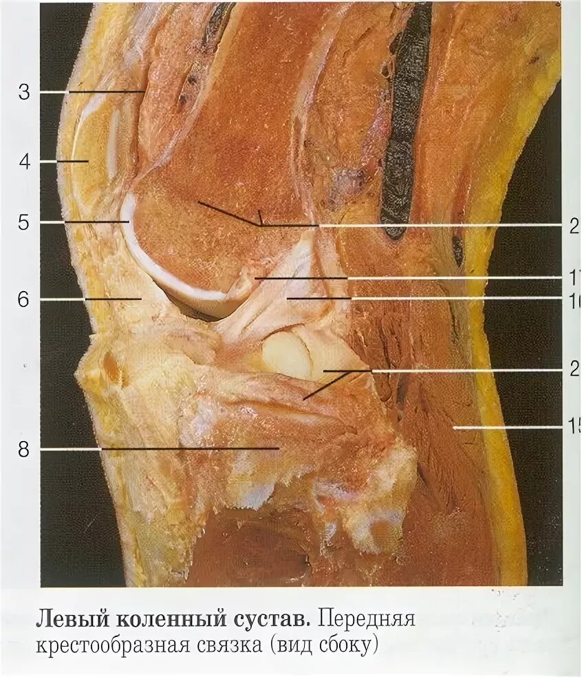 Коленный сустав Сагиттальный распил. Левый коленный сустав строение. Сухожилия коленного сустава анатомия. Коленный сустав препарат анатомия.