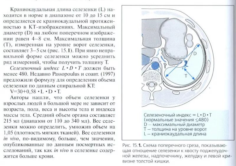 Индекс селезенки