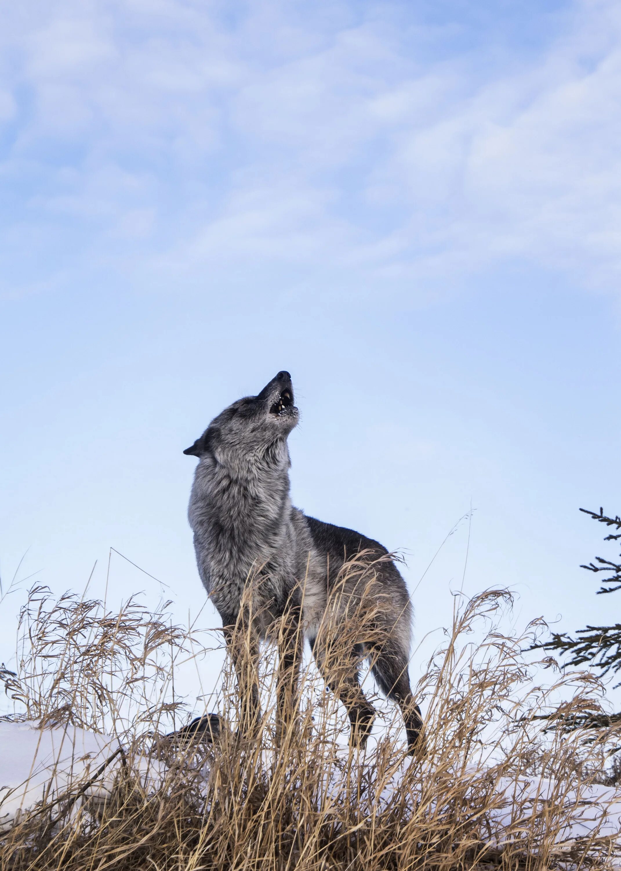 How to wolf
