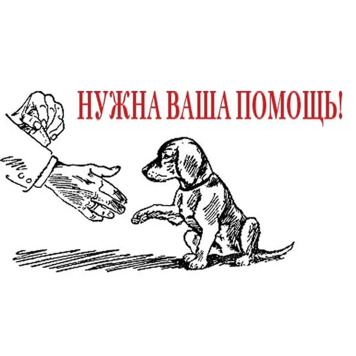 Помогают поиску нужного. Рисунки бездомных животных. Плакат на тему бездомных животных. Плакат помоги животным. Помощь животным.