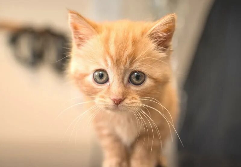 Кошечек быстро. Pack of Kittens.