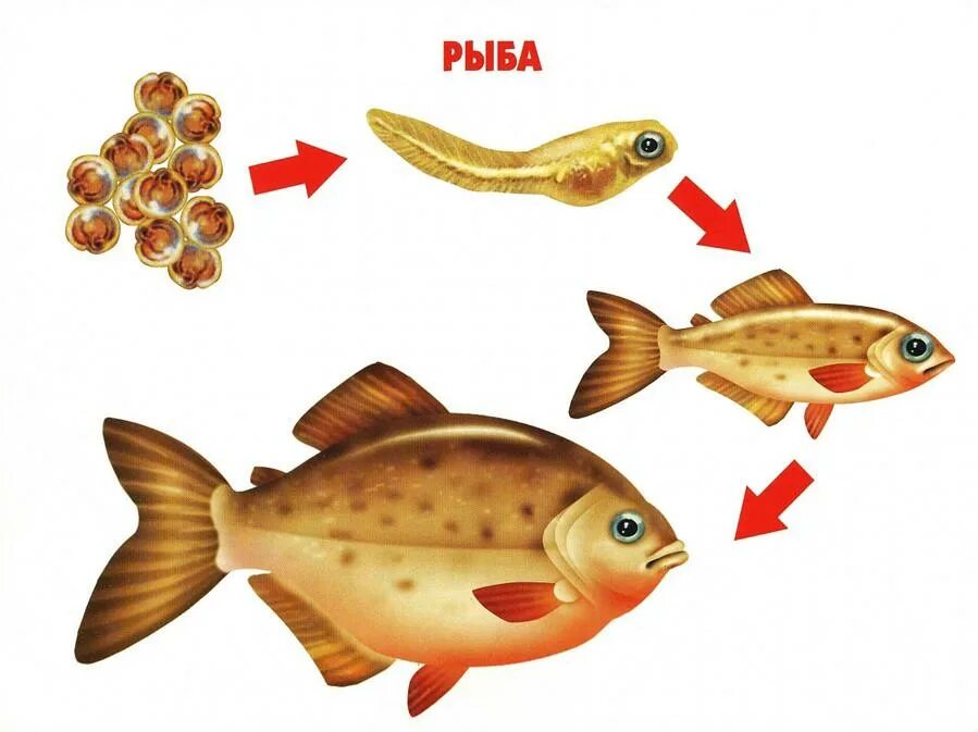 Рыбы для дошкольников. Модель развития животных. Детям о рыбах старшая группа. Развитие рыб. Размножение животных рыбы
