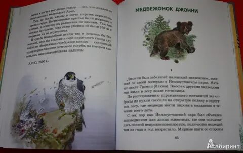 Медвежонок джонни