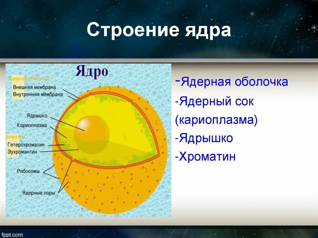 Строение ядра урок. Строение ядра эукариотической клетки схема. Схема ядра эукариотической клетки. Строение ядрышка клетки. Ядро и ядрышко строение.