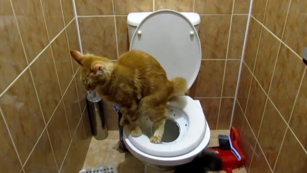 Туалет для кошек. Кот в туалете. Кот ходит на унитаз. Кошка какает. Частое мочеиспускание у кошки