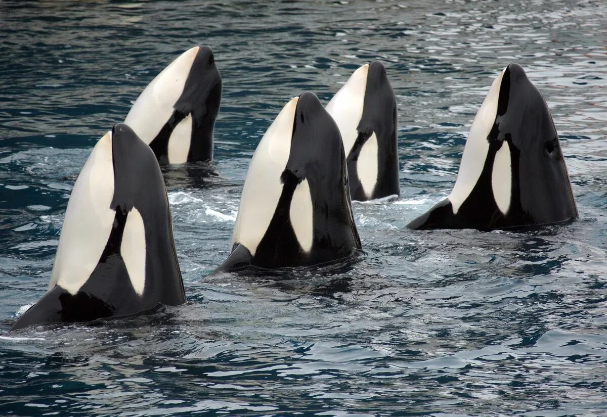 Возможны касатки. Orca касатка. Косатка orcinus orca. Маленькие касатки. Косатка.