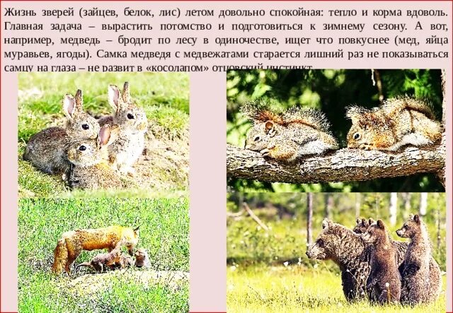 Сезонная жизнь животных. Сезонная жизнь животных