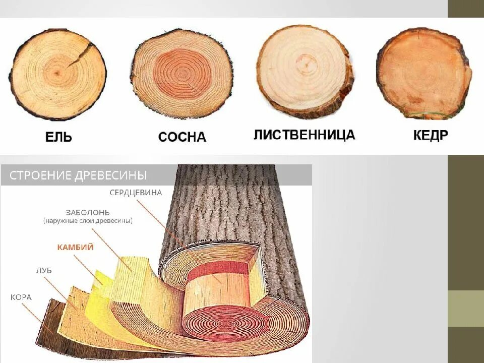 Внешние признаки деревьев