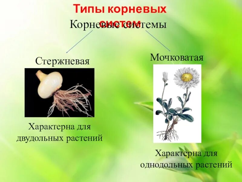 Мочковатая система у однодольных или двудольных. Типы корневых систем 6 класс биология. Типы корневых систем стержневая и мочковатая. Тип корневой системы однодольных и двудольных.