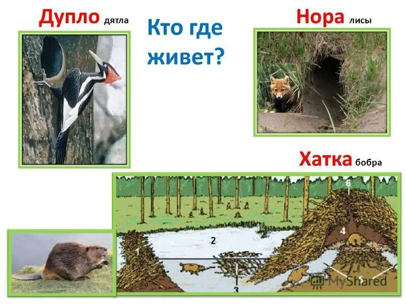 Окружающий мир первый класс как живут животные. Как живут животные презентация. как живут животные 1 класс окружающий мир. кто живет в хатке.