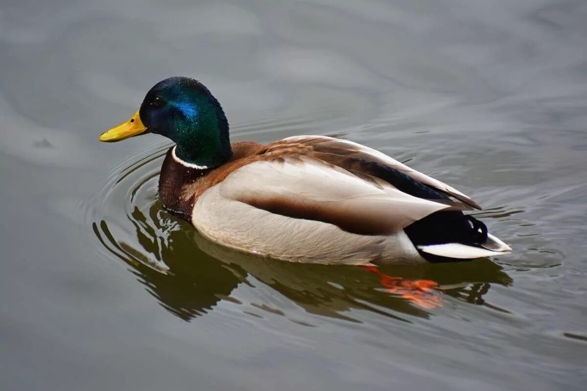 самый богатый селезень. скрудж mcduck. самый богатый селезень. парк на северодвинской утки. самый богатый селезень.