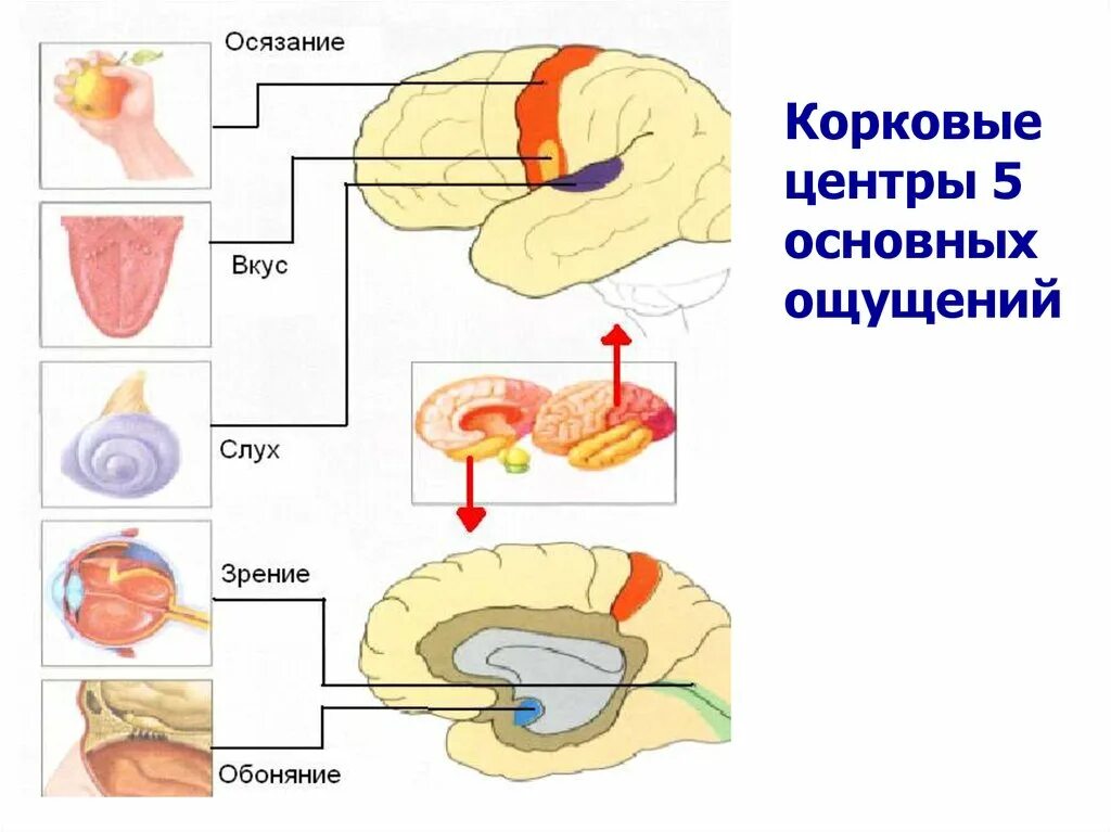 Вкусовая сенсорная система анализатор. Физиология анализаторов сенсорных систем. Схема строения сенсорной системы физиология. Строение сенсорных систем анализаторов. Зона обонятельно вкусовая