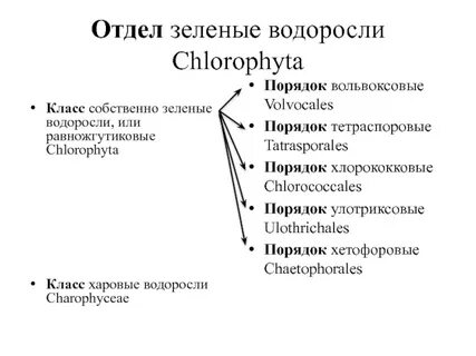 Порядок зеленых водорослей