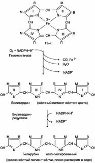Гемоглобин билирубин