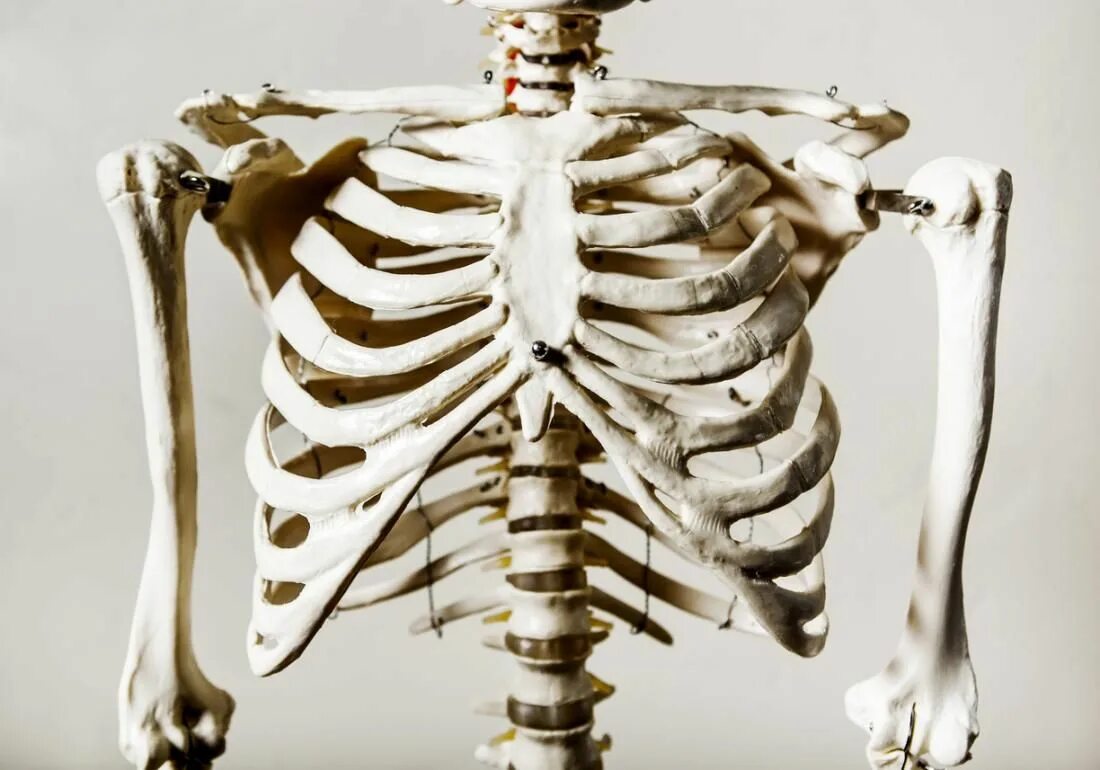 Трубчатая грудная кость. Скелет грудной клетки ребра. Анатомия скелет грудной клетки ребра Грудина. Грудная клетка с ребрами и грудиной. Анатомия ребер грудной клетки.