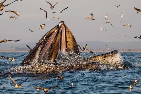 Marine wildlife