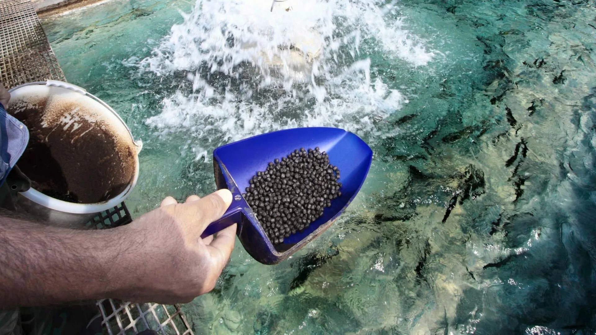 Биомар корма для форели. Feed fish at home. Кормление рыб. Корма для форели. Промышленный корм для рыб.