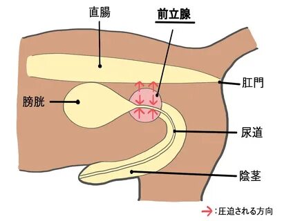 前 立 腺 の 模 式 図 