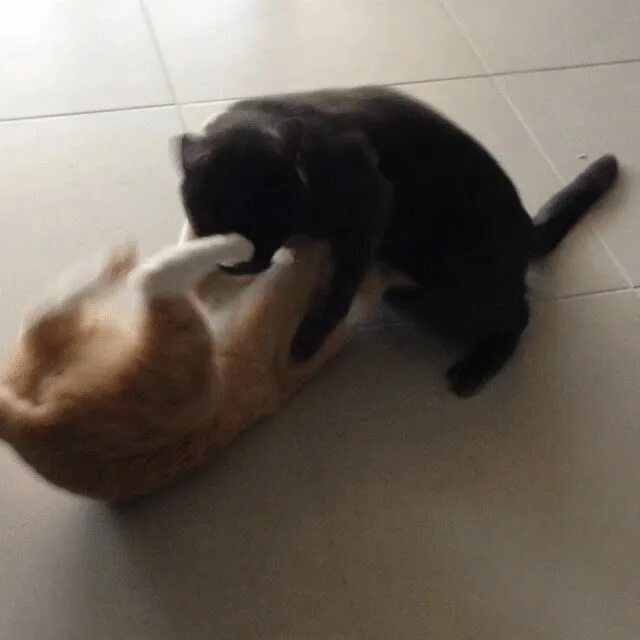 Мама лижет яйца. Кот нападает. Котик лижет. Кошка gif. Атакующий котик.