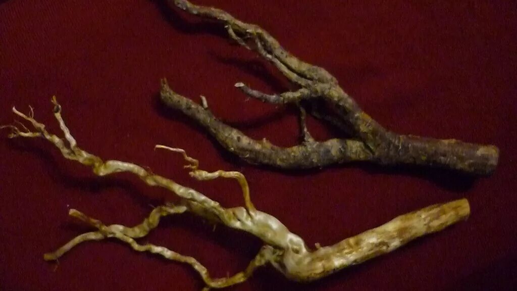 поделки из веточек. корень тополя. строение дерева схема. части дерева для дошкольников. кучка деревьев.