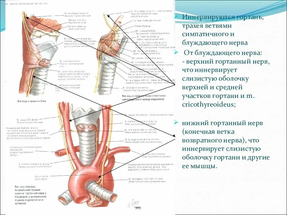 Блуждающий нерв топографическая анатомия. Анатомия гортани кровоснабжение и иннервация. Блуждающий нерв анатомия топография. Нижний гортанный нерв топография.