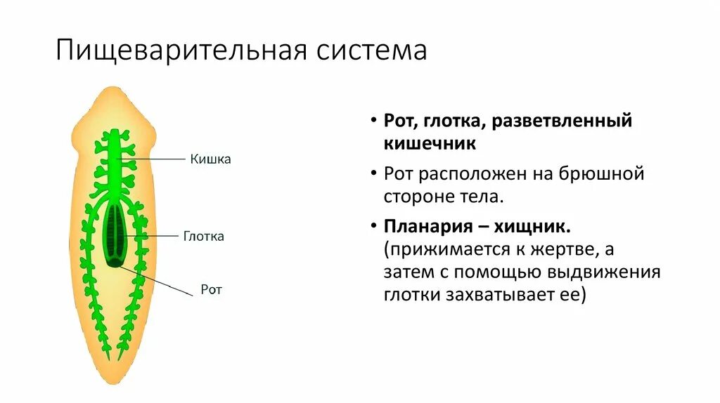 Какая часть белой планарии выполняет двигательную функцию. Пищеварительная система плоских червей. Пищеварительная система органов плоских червей. Планария строение пищеварительной системы. Пищеварительная система органов плоских червей строение.